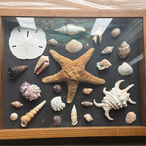 Other - 🐚 Framed Shadow Box Seashell and Starfish Collection